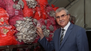 “İstiridye mantarı üretimi hızla devam ediyor”