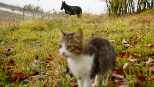 KEDİ KASABASININ ‘MİSAFİR’ İ