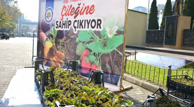 Osmanlı Çileği Fideleri Halkla Buluştu