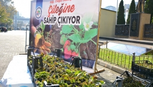 Osmanlı Çileği Fideleri Halkla Buluştu