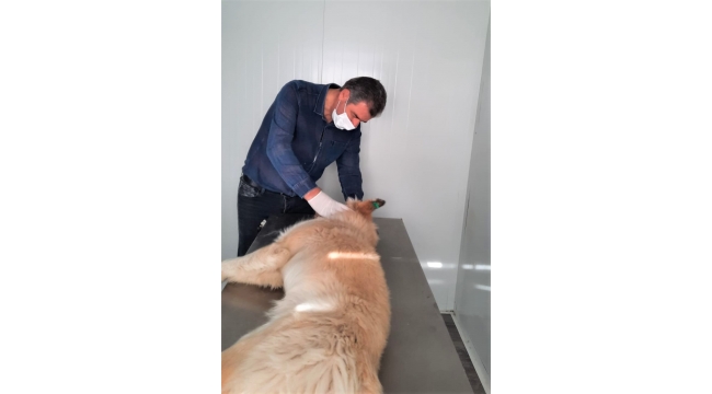 Yusufeli'nde yaralı sokak köpeği tedavi edildi