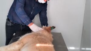 Yusufeli'nde yaralı sokak köpeği tedavi edildi