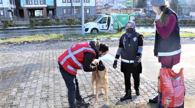 Rize İl Emniyet Müdürlüğü'nden sokak hayvanlarına destek