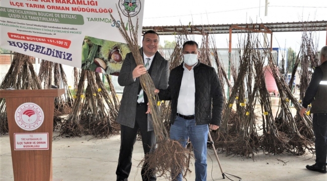 Tireli üreticiler yeni bir kestane çeşiti ile tanışıyor