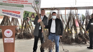 Tireli üreticiler yeni bir kestane çeşiti ile tanışıyor