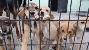 3 AYDA 70 KÖPEK SAHİPLENDİRİLDİ