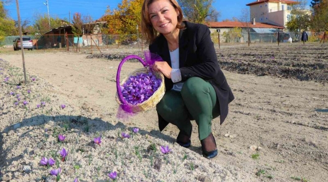 Köse: “Safranda Hedefimiz 500 Gram”