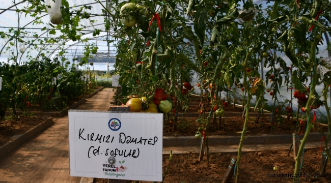  ATA TOHUMU ELDEN ELE ÇOĞALIYOR 