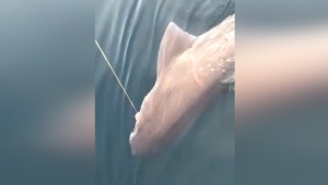 Çanakkale Boğazı'nda ''dev'' köpek balığı yakalandı