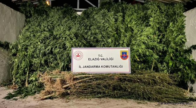 Elazığ’da, İl Jandarma Komutanlığı 3 Metre Boyunda Kenevir Ele Geçirdi