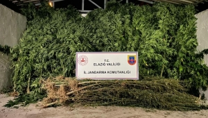 Elazığ’da, İl Jandarma Komutanlığı 3 Metre Boyunda Kenevir Ele Geçirdi