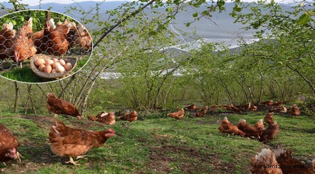 Fındık altı yumurta tavukçuluğuna hibe desteği!