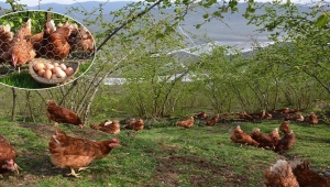 Fındık altı yumurta tavukçuluğuna hibe desteği!