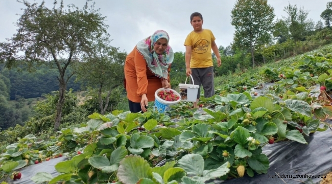 SAMSUN’DA ÇİLEK ÜRETİMİ ARTIYOR