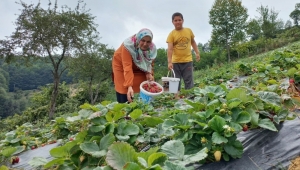 SAMSUN’DA ÇİLEK ÜRETİMİ ARTIYOR