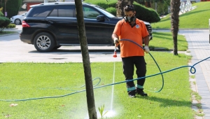 Sinek ve böcek istilasına müdahale...