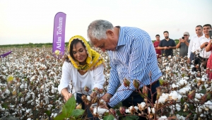 Türkan Şoray, kendi adının verildiği pamuğun hasadına katıldı