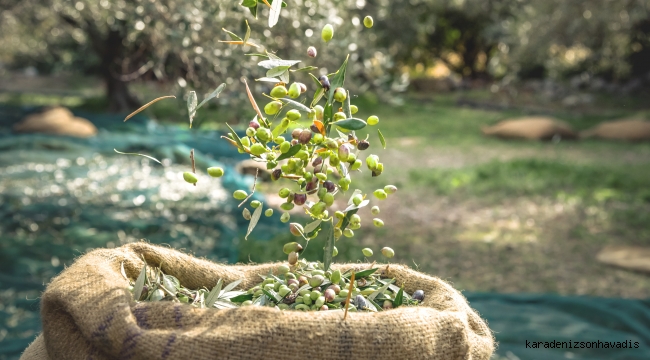 Sofralık zeytin ihracatında tarihi rekor 