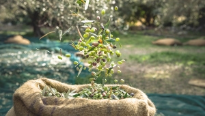 Sofralık zeytin ihracatında tarihi rekor 