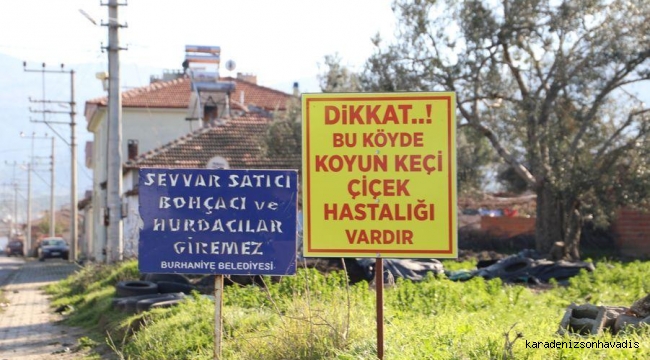 Küçükbaş hayvanlarda çiçek hastalığının görülmesi üzerine dezenfekte işlemi yapıldı