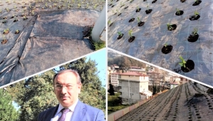 ÇAYKUR'DAN İLK DEFA ÖRNEK DAMIZLIK ÇAY BAHÇE TESİSİ YAPILDI