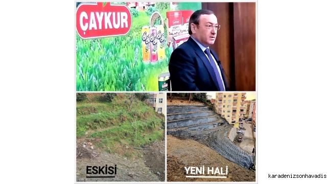 ÇAYKUR’DAN YENİ DAMIZLIK KLON ÇAY BAHÇELERİ
