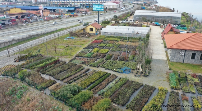 Rize Belediyesi sera alanında 300 bitki türü üretiliyor