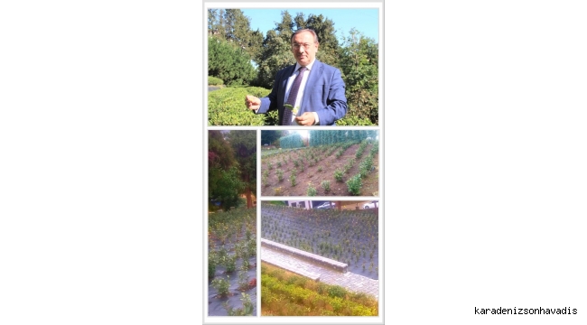 ÇAYKUR FABRİKALARIN BOŞ ALANLARINA TESCİLLİ ÇAY FİDAN BAHÇELERİ YAPMAYA DEVAM EDİYOR