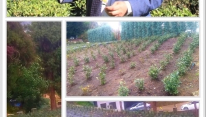 ÇAYKUR FABRİKALARIN BOŞ ALANLARINA TESCİLLİ ÇAY FİDAN BAHÇELERİ YAPMAYA DEVAM EDİYOR