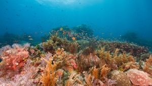 Dünya Biyolojik Çeşitlilik Günü: Mercanlar tamamen yok olma tehlikesi altında 