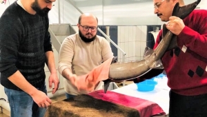 RTEÜ MERSİN BALIĞINI GELECEK NESİLLERE AKTARMA ÇALIŞMALARI YAPIYOR