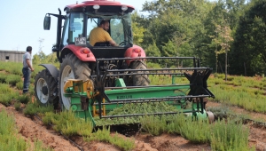 Botanik Vadisi’nde biberiye zamanı: Hedef 15 ton