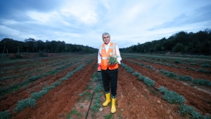 Botanik Vadi’de yılın ikinci adaçayı hasadı yapıldı; 6 ton adaçayı dünyaya ihraç ediliyor