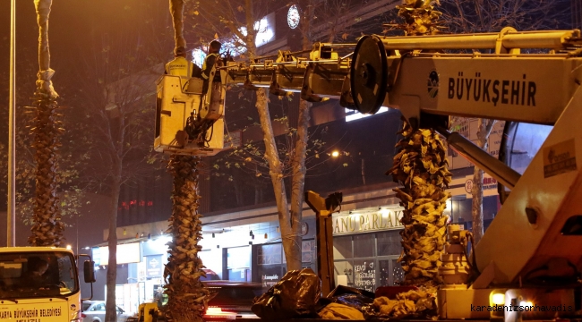 Sakarya’nın süsü palmiyeler kışa hazır