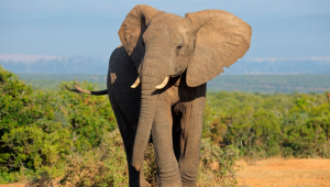 Afrika ülkesi Botsavna, Almanya'yı 20 bin fille tehdit etti