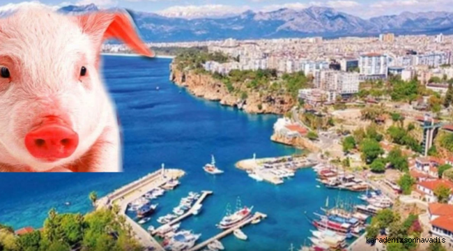 Antalya'da domuz eti skandalı!