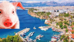 Antalya'da domuz eti skandalı!
