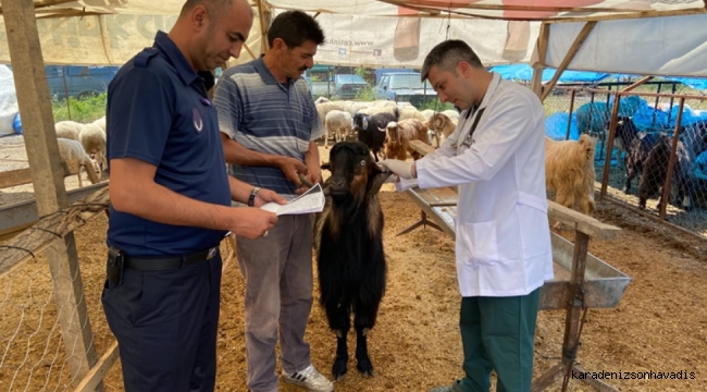 Belediye Kurban Pazarını Denetledi, Kurban Yakalama Timi Kurdu
