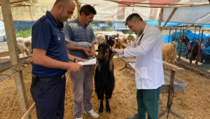 Belediye Kurban Pazarını Denetledi, Kurban Yakalama Timi Kurdu
