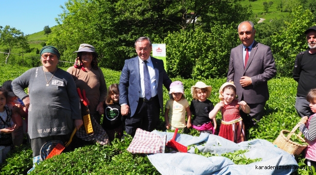 ÇAYKUR BU YILKİ ÇAY TOPLAMA GELENEĞİNİ MİNİKLERLE HASAT YAPARAK GERÇEKLEŞTİRDİ 