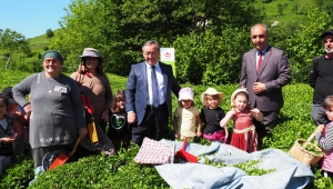 ÇAYKUR BU YILKİ ÇAY TOPLAMA GELENEĞİNİ MİNİKLERLE HASAT YAPARAK GERÇEKLEŞTİRDİ 