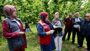 Sakarya’da kahverengi kokarca kabusuyla mücadele başladı: Büyükşehir ekibi sahada çiftçilere feromon tuzağı ulaştırıyor