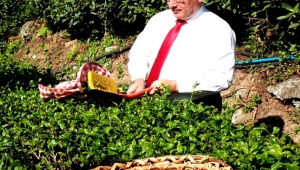 ÇAYKUR 2. SÜRGÜN YAŞ ÇAY KAMPANYASINA HAZIR