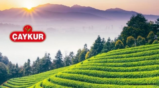 ÇAYKUR ikinci sürgün mubayaa işlemleri 24 saat yoğun bir şekilde devam ediyor