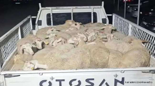 Isparta'da 32 küçükbaş hayvanı çalan şüpheliler Uşak’ta yakalandı