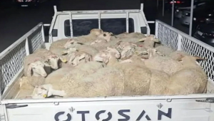 Isparta'da 32 küçükbaş hayvanı çalan şüpheliler Uşak’ta yakalandı