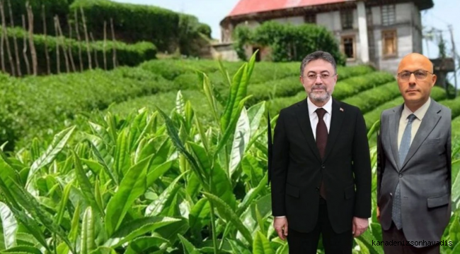 Bakan Yumaklı, BHA'ya konuştu; Çay hasadı....