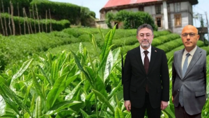 Bakan Yumaklı, BHA'ya konuştu; Çay hasadı....