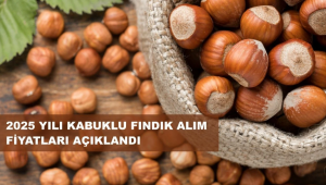 Fındık Taban Fiyatı Açıklandı; Fiyat 195 Lira...