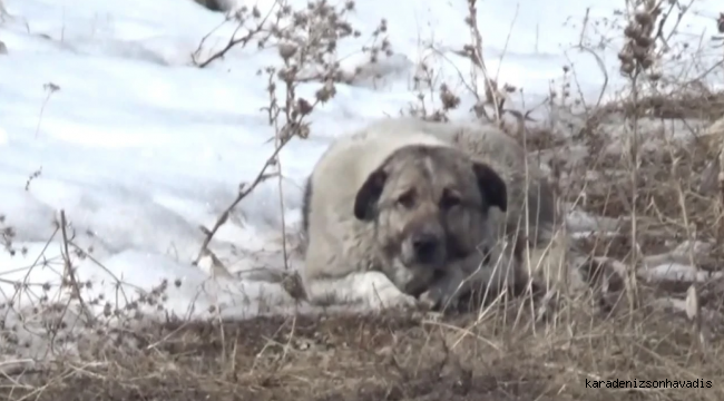 Adıyaman’da sahipsiz köpek saldırısına uğrayan çocuk yaralandı